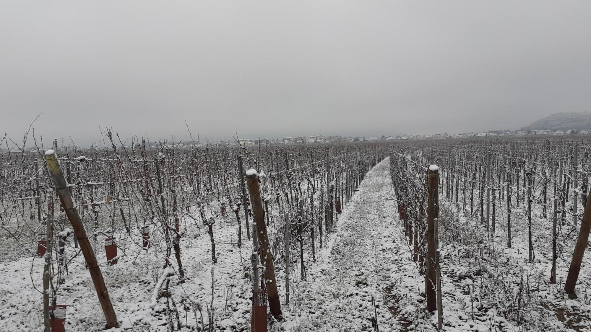 Aux Pieds Des Vignes Bed & Breakfast Ингерсайм Екстериор снимка